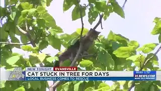 WATCH: Cat rescued after 3 days stuck in tree