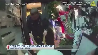 WATCH: Deer breaks into Christmas store