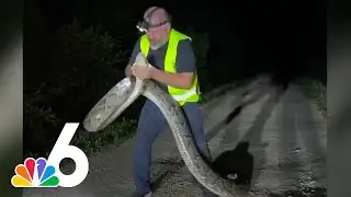 WATCH: Florida trapper wrangles 17-FOOT PYTHON in Florida Everglades
