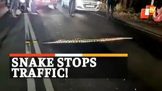 WATCH Giant Python Crossing Road & Holding Up Traffic | OTV News