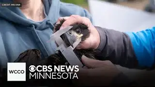 Watch how the Minnesota DNR bands newest eaglet pair