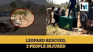Watch: Leopard caught in wire mesh rescued, two people injured