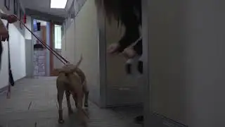 WATCH LIVE: Furry Friends!