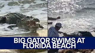 WATCH: Massive alligator captured in waves at Florida beach