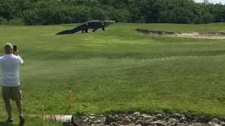 Watch: Massive alligator strolls through golf course