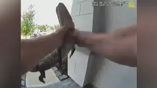 WATCH: Texas officer catches gator with bare hands