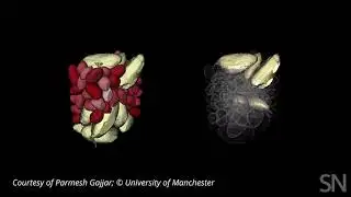 Watch the Brazil nut effect at work | Science News