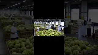 Watermelon is Juice #shorts #trending #viral