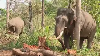വയനാട് ജനവാസമേഖലയിൽ ഇറങ്ങിയ കടുവയ്ക്കായി തെരച്ചിൽ തുടരുന്നു; ദൗത്യത്തിനായി കുങ്കിയാനകളും| Wayanad