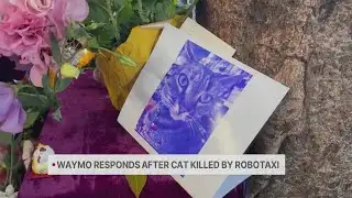 Waymo responds after cat killed by robotaxi