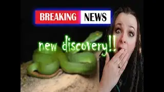 We are STILL discovering new species! WHY
