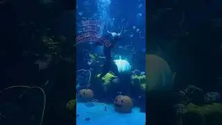 We Found Real Mermaids in Las Vegas