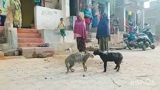 We was looking fight two cats