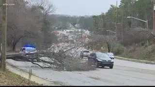 Weather brings strong winds, topples trees