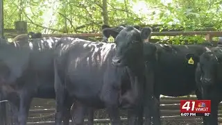 Weather challenges hay production, cattle in Monroe County