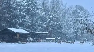 Weather Impact Alert | Historic snowstorm aftermath in the Triad