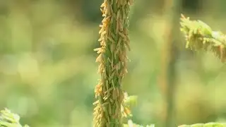 Weather patterns causing sweat corn delays for local farmers
