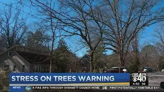 Weather stress on trees