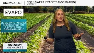 Weather Whys: Corn sweat