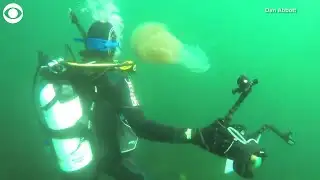 WEB EXTRA: Giant Jellyfish Spotted