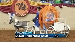 WEBCAST: Largest Mini-Horse Show In The World