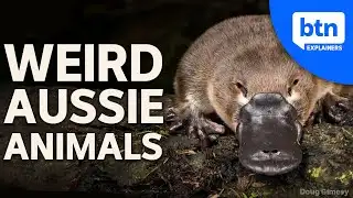 Weird Animals of Australia: Why Down Under is so Unique