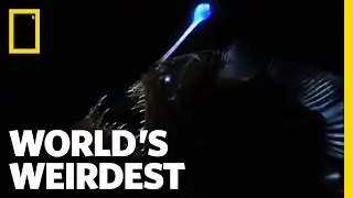 Weird Killer of the Deep | World