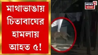 West Bengal Tiger Fear | জমিতে ধান কাটার সময় চিতাবাঘের হামলা, মাথাভাঙায় আহত ৫ | Bangla News