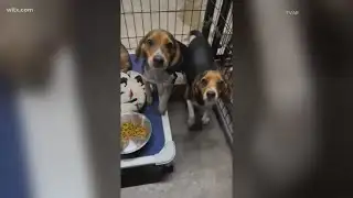 West Columbia rescue seeks foster homes as more animals arrive.