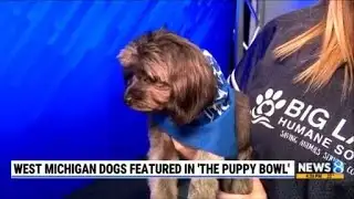 West Michigan dogs features in 