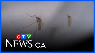West Nile detected in Chatham-Kent