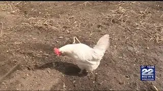 West Springfield considering ordinance to allow residents to keep chickens on qualifying properties