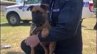 Western Perspective - Joker