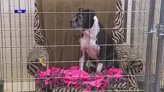 Westminster City Council could consider pet sale ban