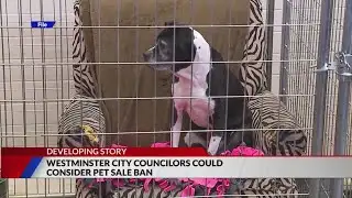 Westminster councilors could consider pet sale ban