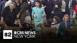 Westminster Dog Show ring is more than just a competition for one young handler