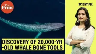 Whale bone tools from 20,000 yrs ago found in Spanish cave shed light on human-marine interactions