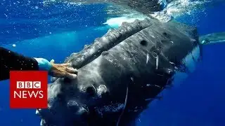 Whale 