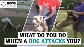 What do you do when a dog attacks you?