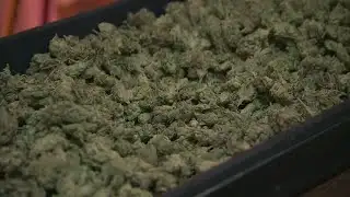 What does the rescheduling of cannabis mean?