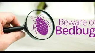 What Exactly Are Bed Bugs and How To Deal With Them