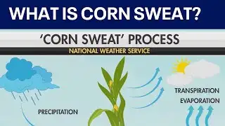 What is corn sweat and why does it make the weather unbearable?