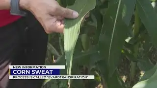 What is corn sweat?