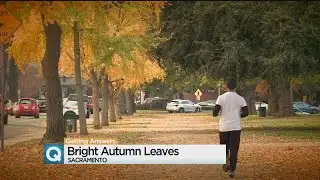 What Is Making The Fall Leaves So Bright?