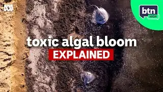 What’s Being Done To Fix SA’s Algal Bloom? - BTN High