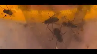 What’s with all the flies? An expert explains Joburg’s outbreak