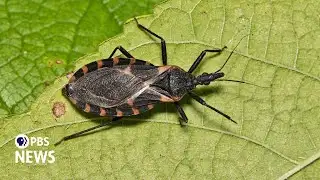 What to know about the potentially deadly 