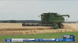 Wheat farmers finally harvesting crops