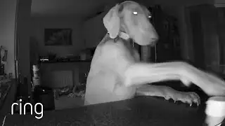 When a Good Boy Goes Bad | RingTV