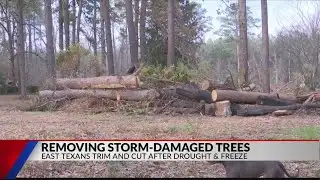 When to cut down weather-damaged trees following freezes, droughts